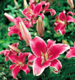 Ngagardenshop_1962_6440053
