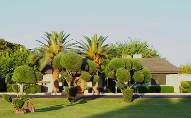 Trees_3