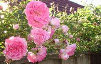 Dorothyperkinsrose