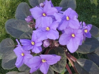 Purple_african_violet_top
