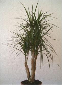 440pxdracaena_marginata_indoorplant