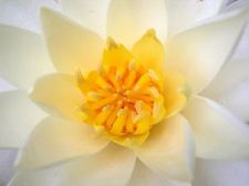 366922_white_water_lily_center