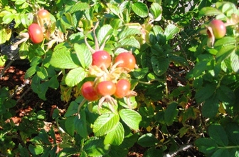 Rosehips