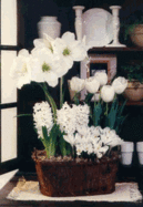 Ngagardenshop_1974_77166416