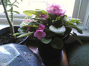 131382554_ad68a6ddce_m