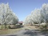 Bradford_pear