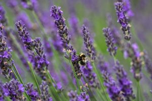 6951850455_05c1faaf3d_z